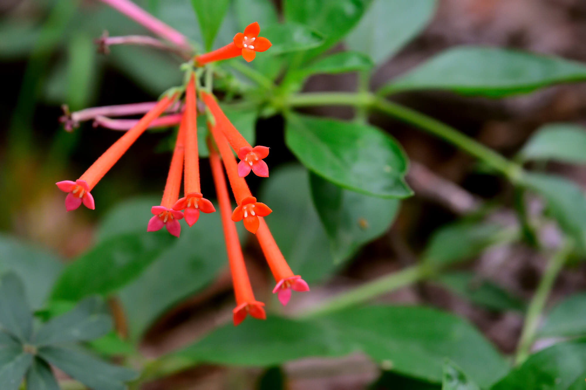 Bouvardia ternifolia